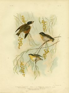 Spotted Diamondbird eller Spotted Pardalote, 1891